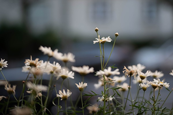 Ceciliengärten - The daisies