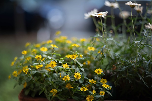 Ceciliengärten - Der Blumenkasten