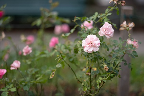 Cecilia Gardens - The beautiful sight