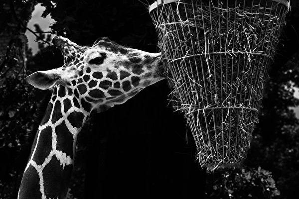 Die Giraffe