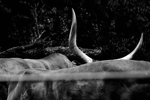 Das Horn