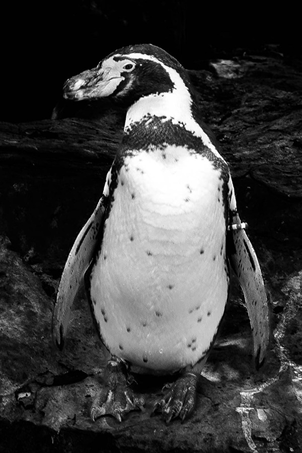 Der Pinguin