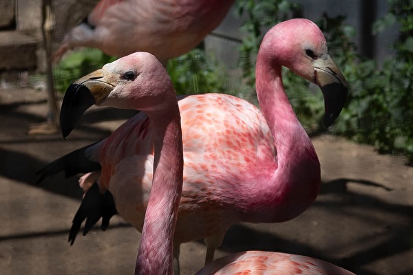 Die Flamingos