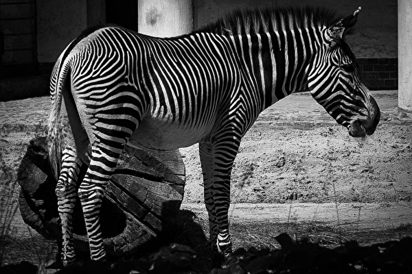 Das Zebra