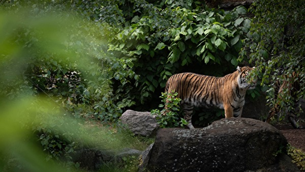 Der Tiger
