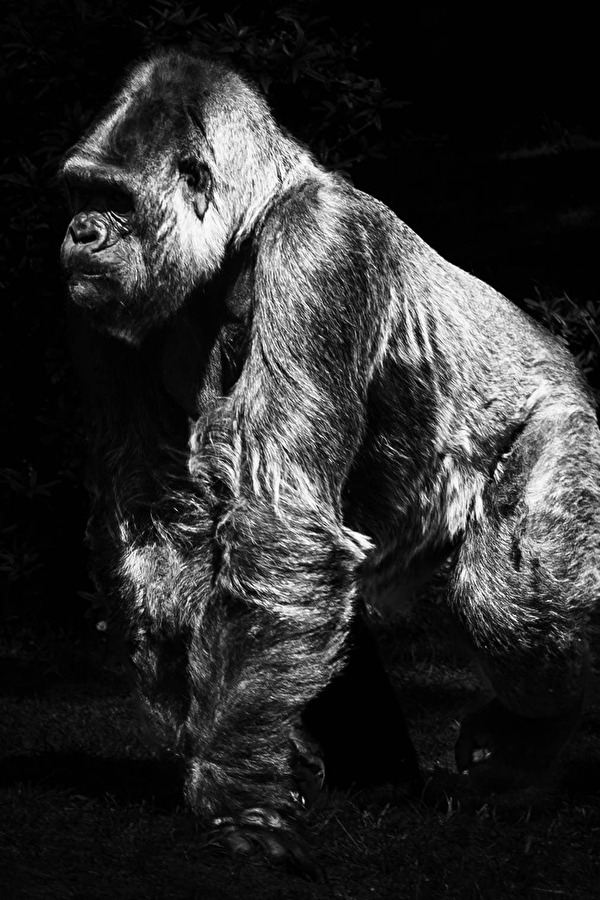Der Gorilla