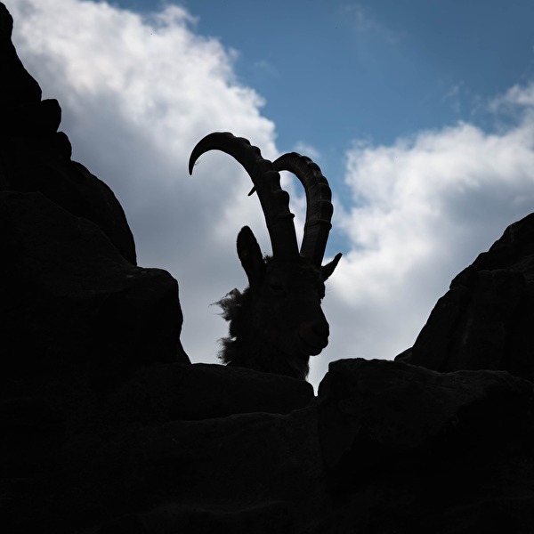 Der andere Steinbock