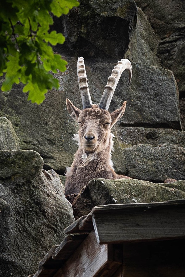 Der Steinbock