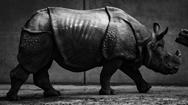 Das Nashorn